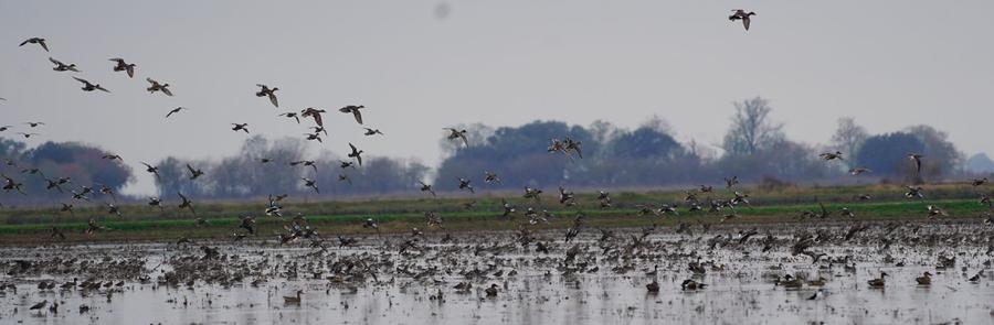 Ducks working a flooded South Louisiana rice field at first light