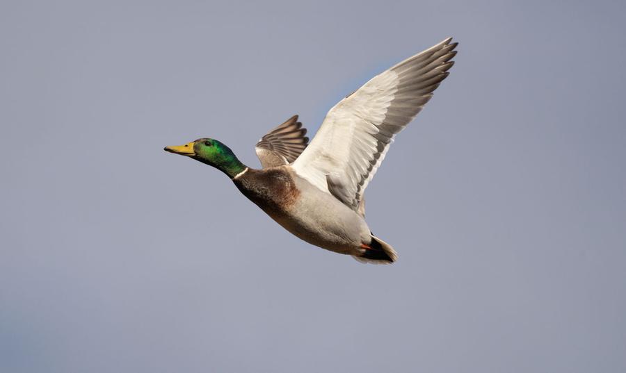 Drake mallard cupped up on final approach