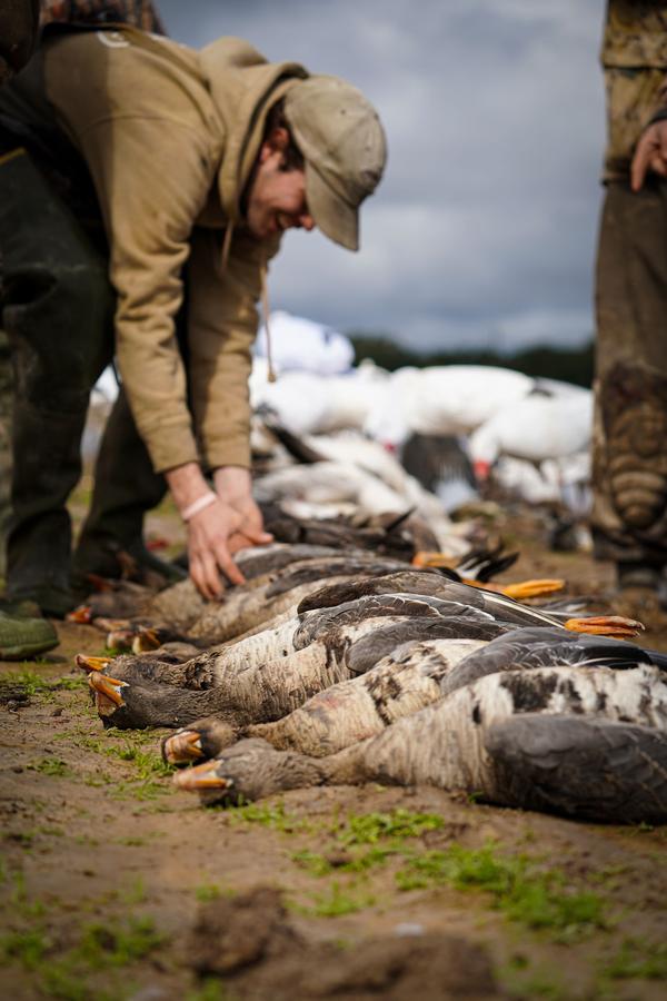 Hunters sorting a morning's worth of specklebellies in the field