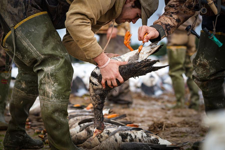 Banding a specklebelly goose in the field