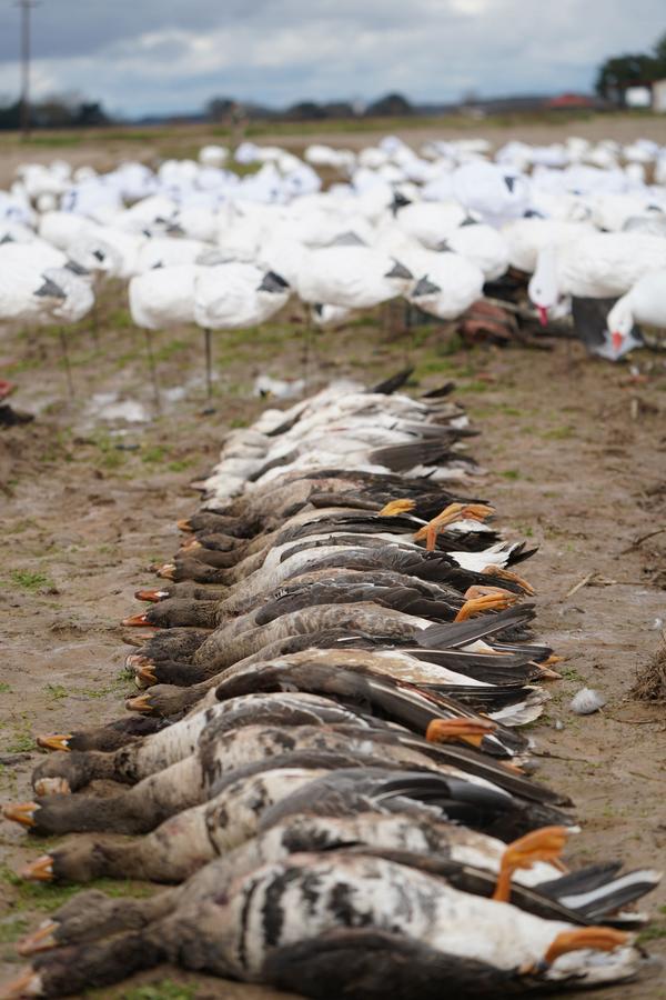 Specklebellies lined out in front of a snow goose spread