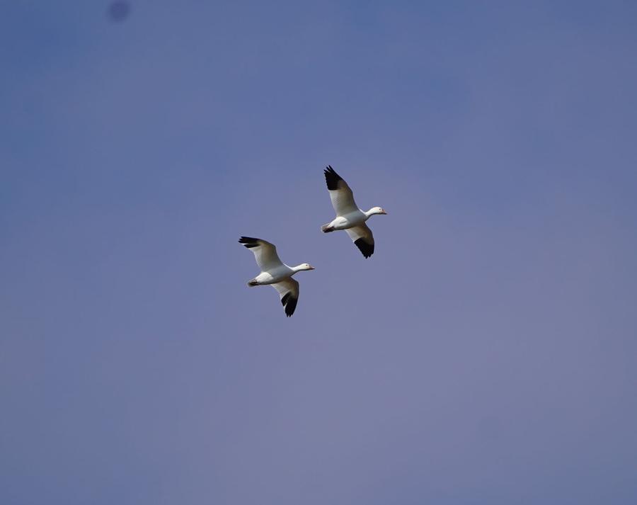 Snow geese circling a South Louisiana rice field
