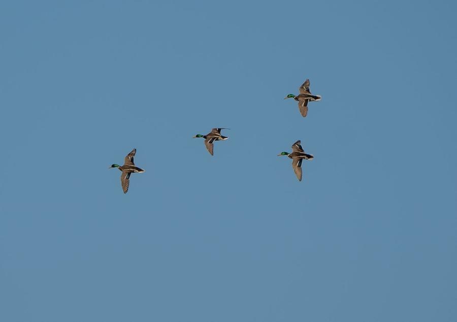 Green wing teal buzzing low over the rice