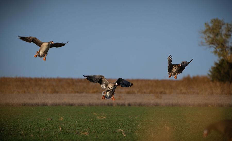 Mallards dropping into a cut field at the treeline