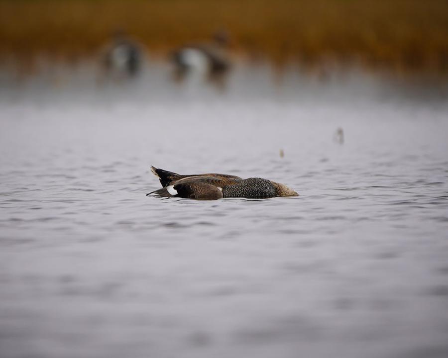 Lone duck riding the water on a still morning