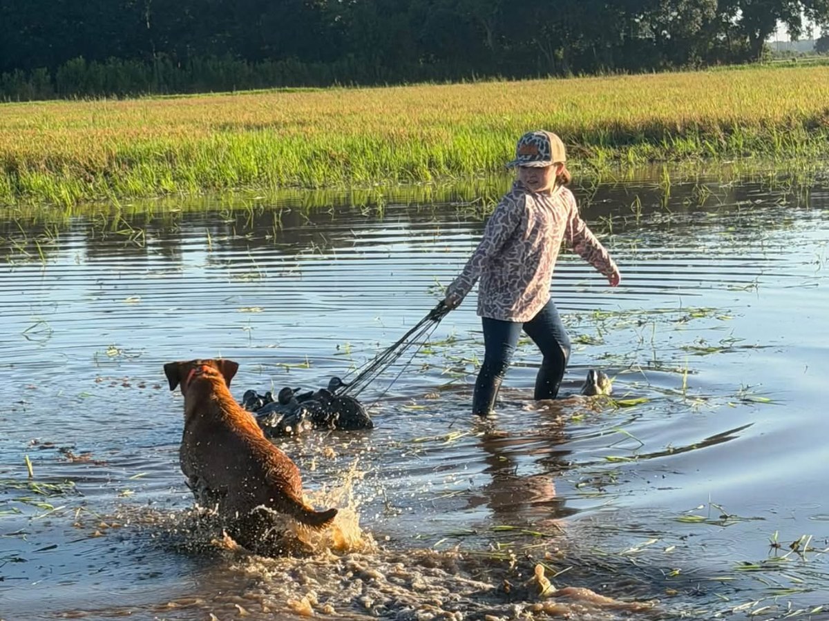A Lab breaking water on a retrieve during teal season